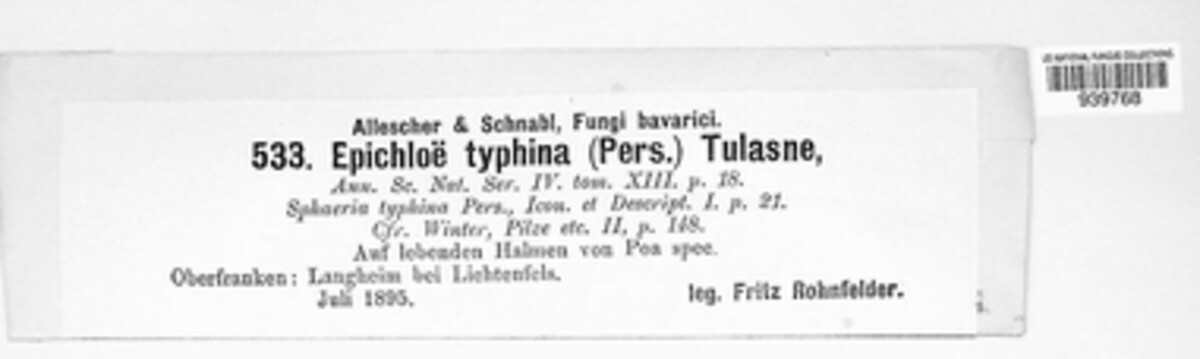Epichloe typhina image